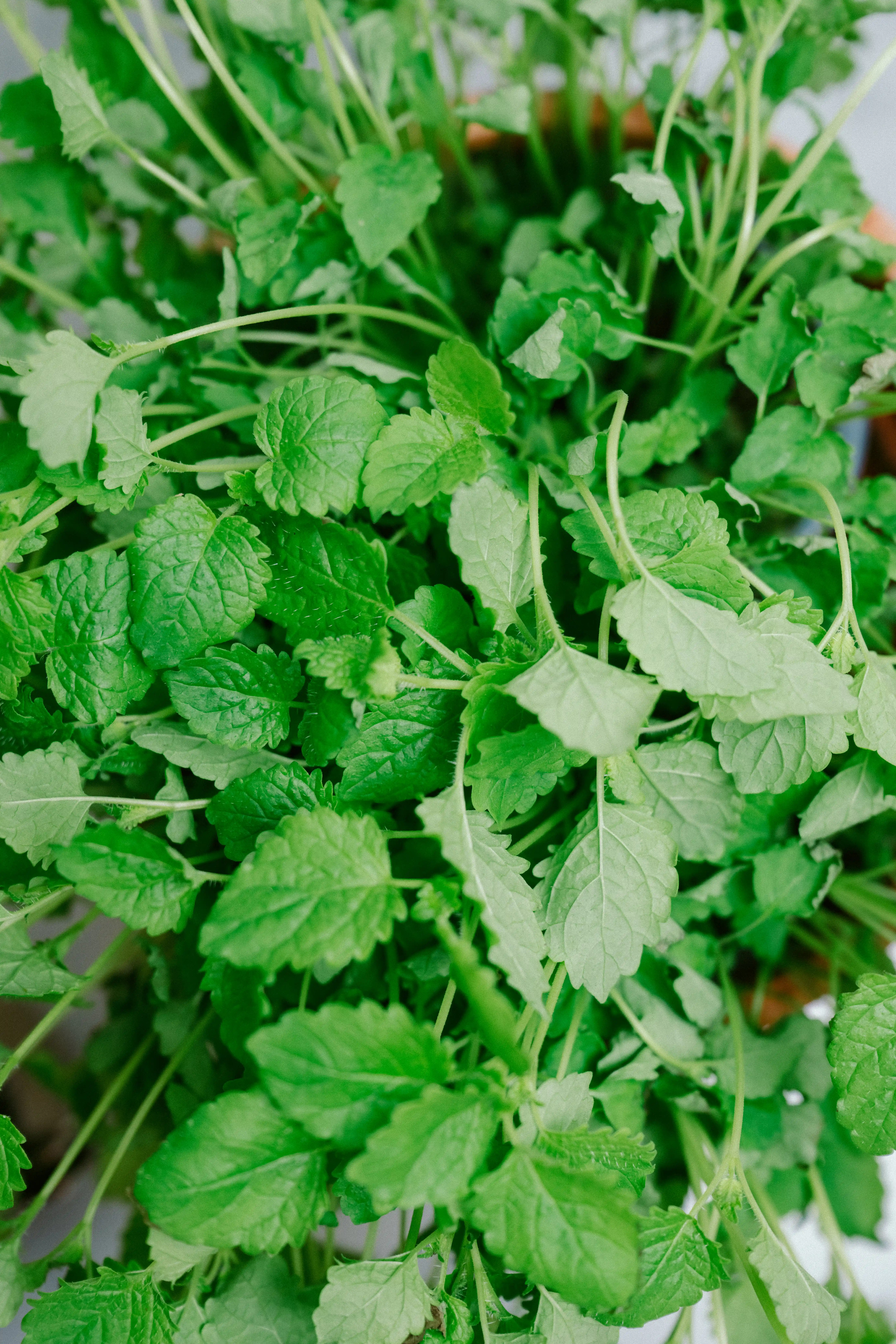 2024 06 Madklubben Århus Food Club 0058