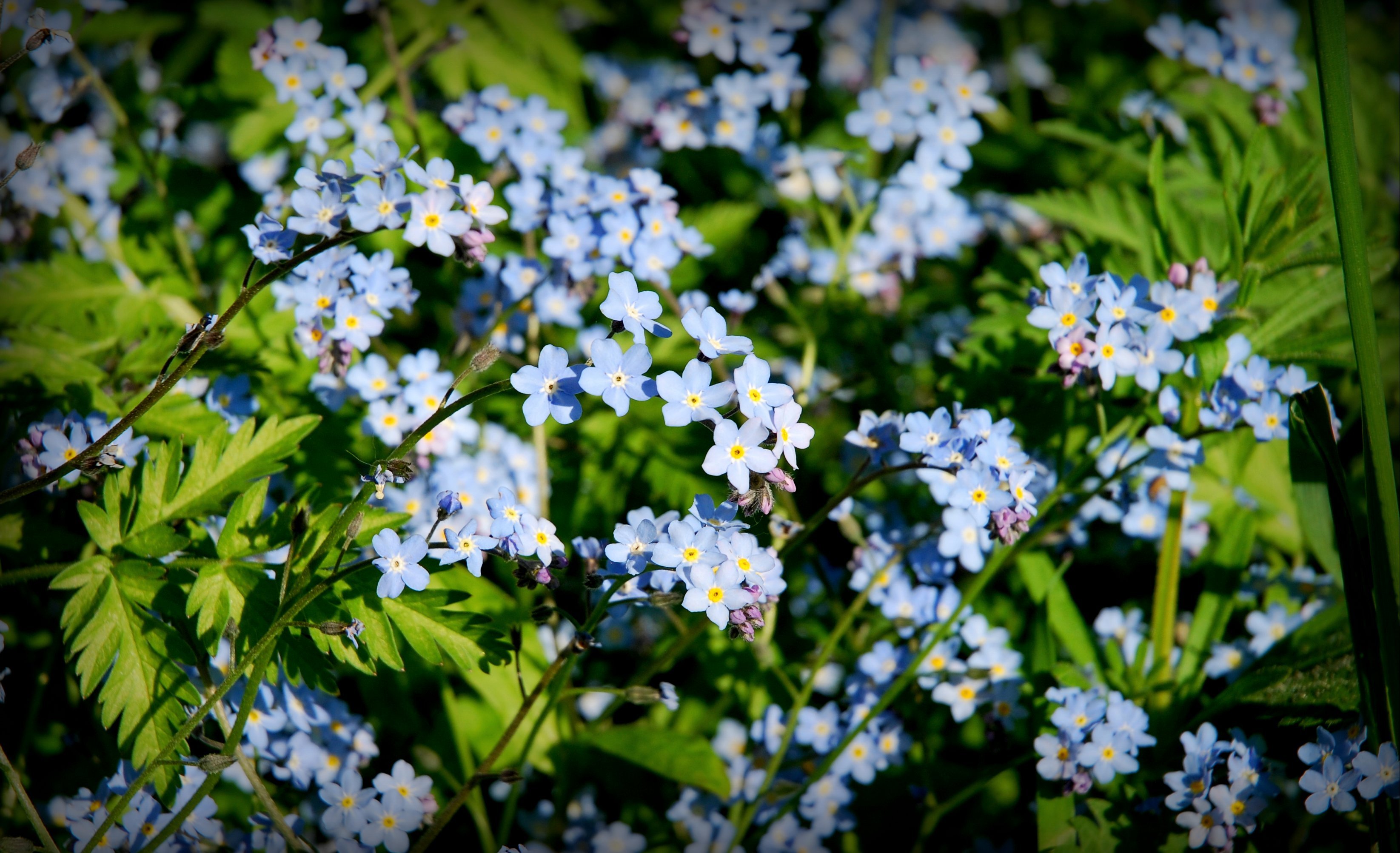 Nærbillede af en klynge lyseblå forglemmigej-blomster med små gule midter og grønt løv.