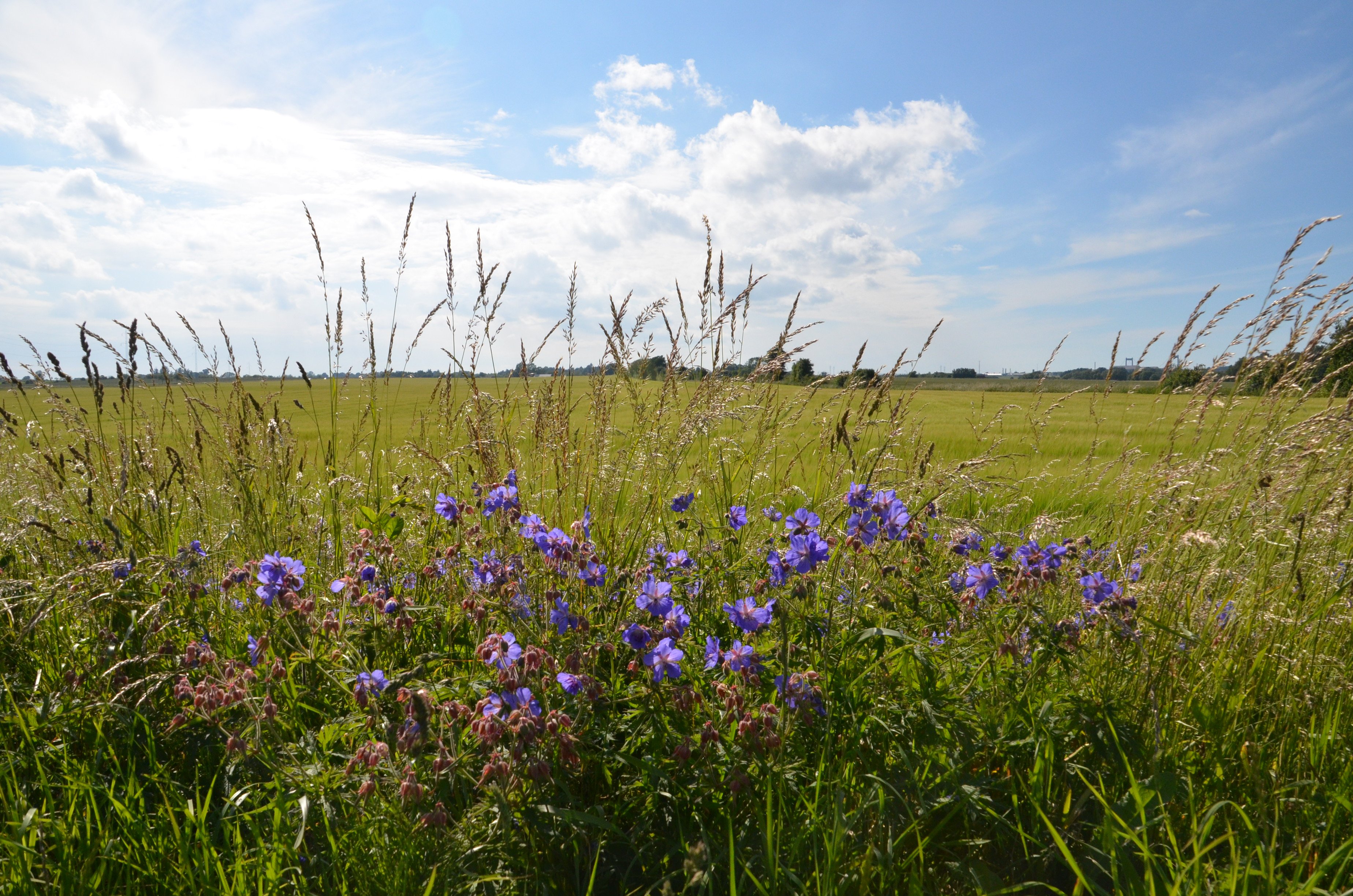 Lilla vilde blomster vokser i en eng med høje, lyse græsstrå foran en flad grøn mark under en blå himmel med hvide skyer.
