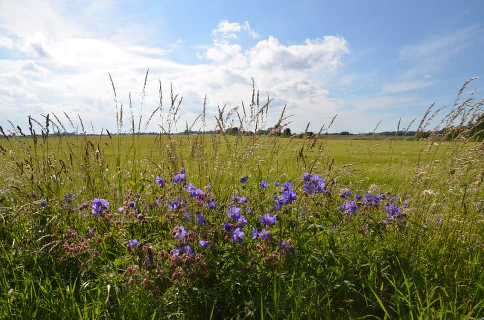 Lilla vilde blomster vokser i en eng med høje, lyse græsstrå foran en flad grøn mark under en blå himmel med hvide skyer.