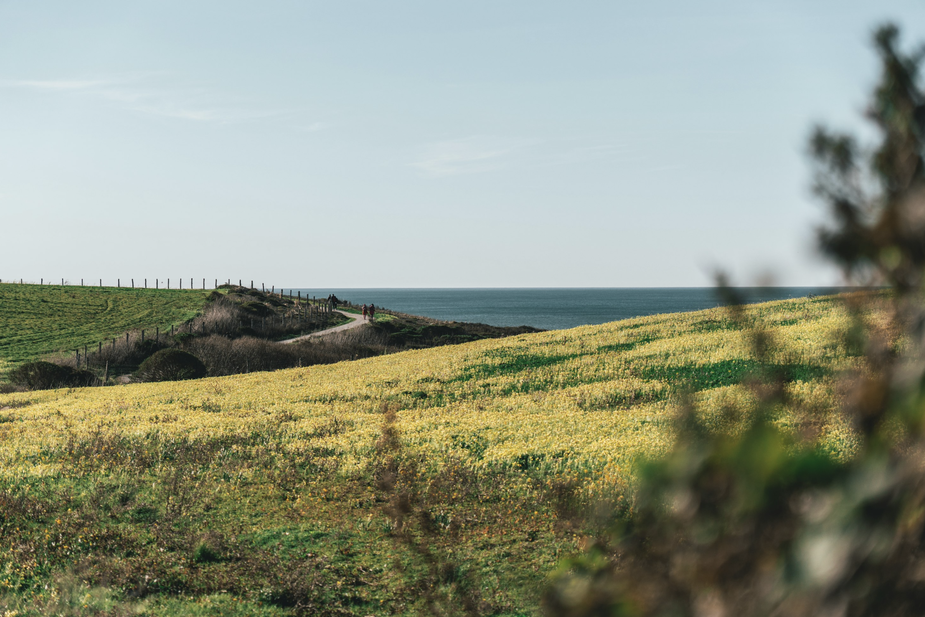 Field